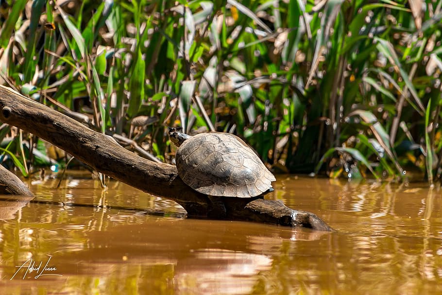 Turtle, Animal, Charapa, one animal, reflection, animals in the wild HD wallpaper
