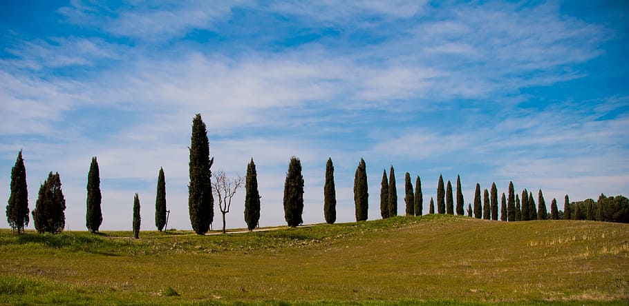 tree, trees, italy, nature, landscape, sky, cloud - sky, plant HD wallpaper