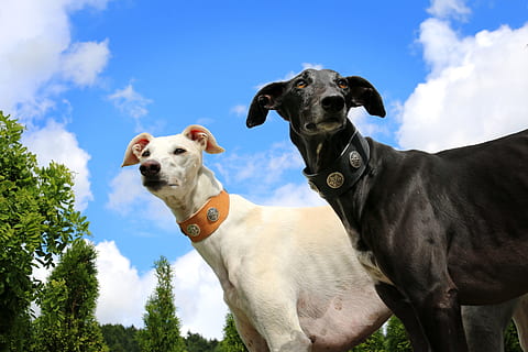 greyhound, galgo, sighthound, mammal, domestic, domestic animals HD wallpaper