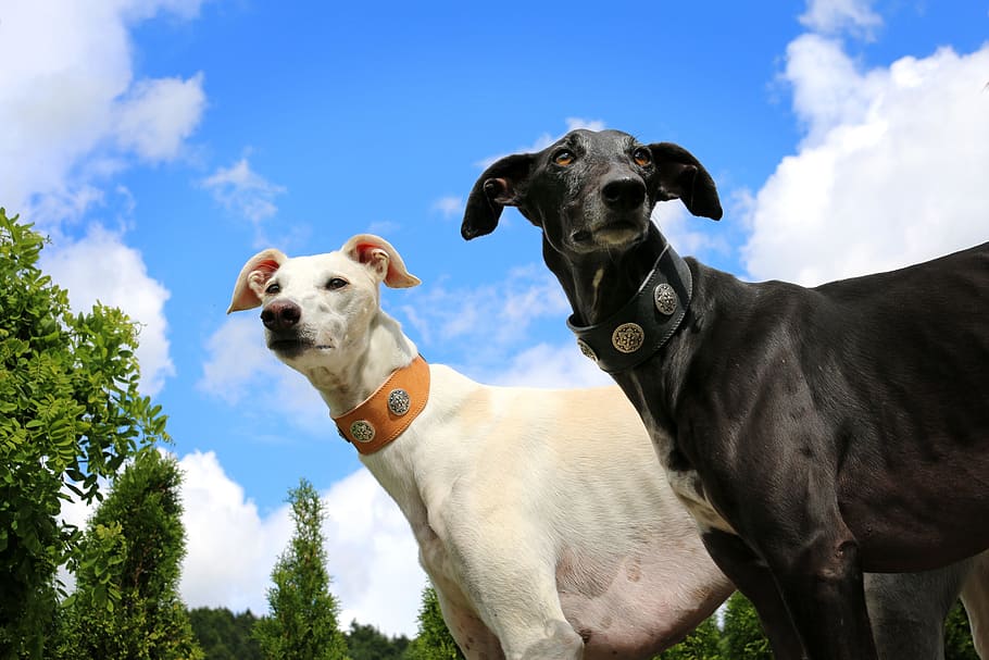 greyhound, galgo, sighthound, mammal, domestic, domestic animals HD wallpaper