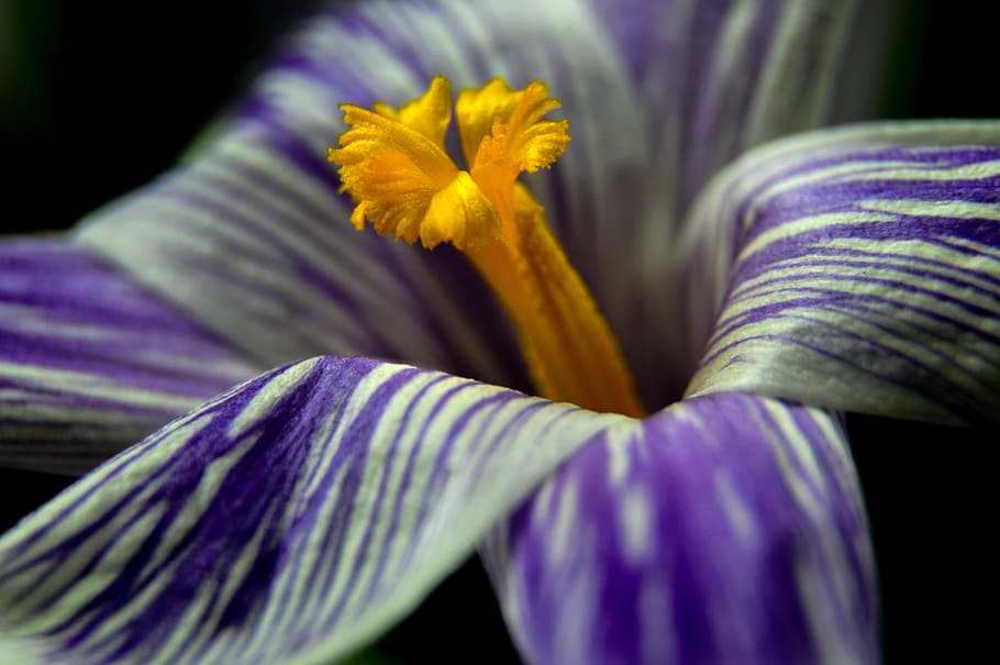 Krokus, Flower, Nature, Spring, Gentle, blooming, saffron, plant HD wallpaper
