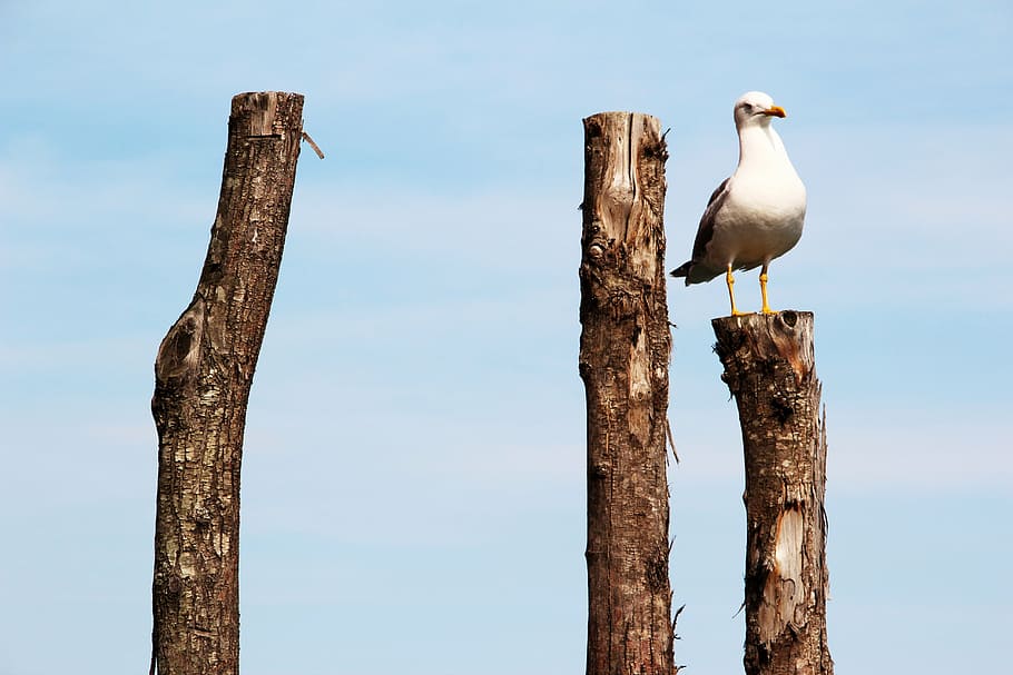 seagull, peg, pile, bird, wood, wood pile, post, vertebrate HD wallpaper
