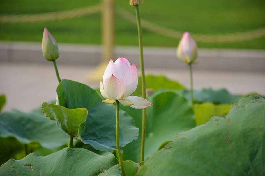 lotus, summer, lotus leaf, flower, flowering plant, beauty in nature HD wallpaper