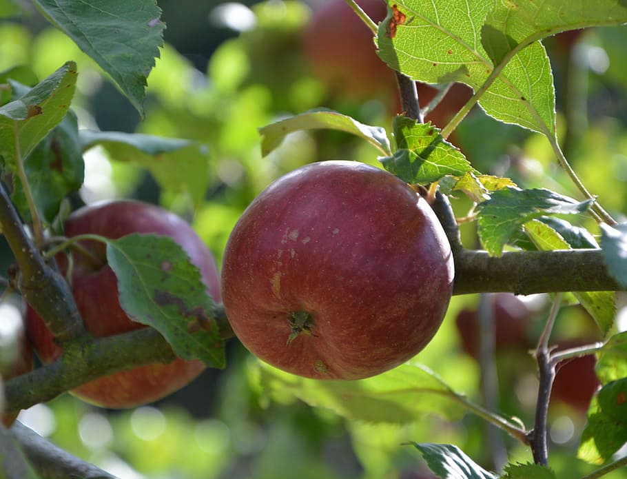 apples, red apple, fruit tree, orchard, nature, healthy eating HD wallpaper