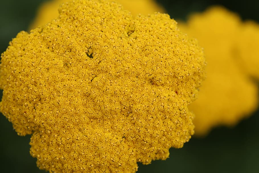 selective focus photography of brown plant, yellow, small, clustered HD wallpaper