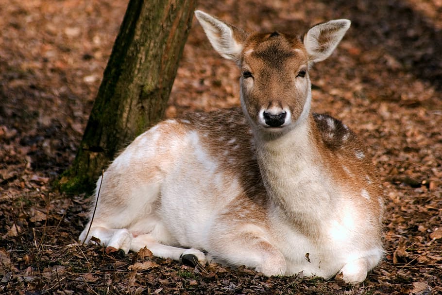 fallow deer, nature, forest, autumn forest, animal, mammal HD wallpaper