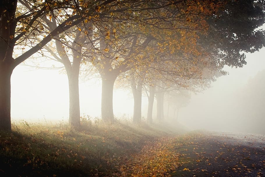 trees with fogs during daytime, green leafed tree, mist, pathway HD wallpaper