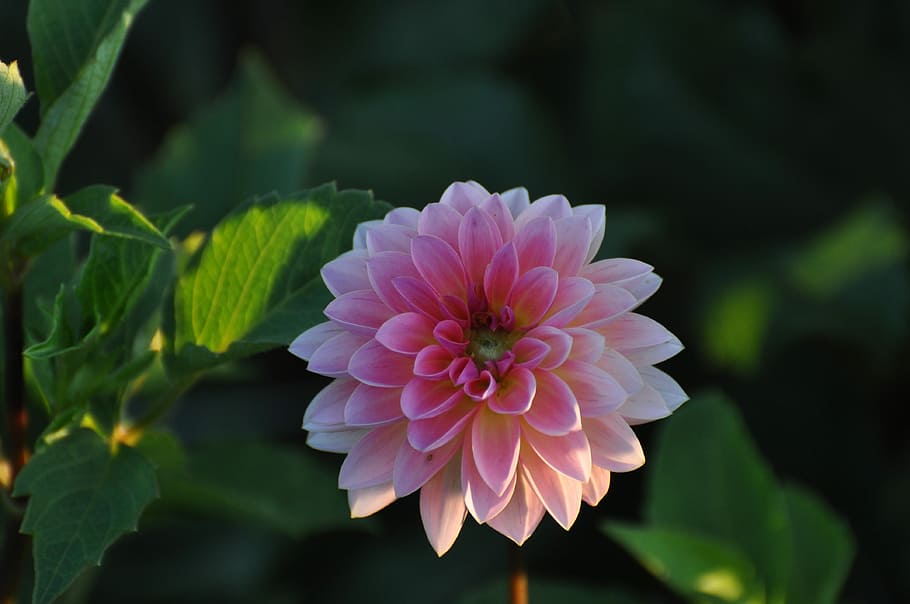 pink flower, bloom, blossom, flowering plant, vulnerability HD wallpaper