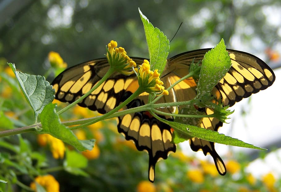 Underneath, Butterfly, Summer, insect, wings, flower, butterfly - Insect HD wallpaper