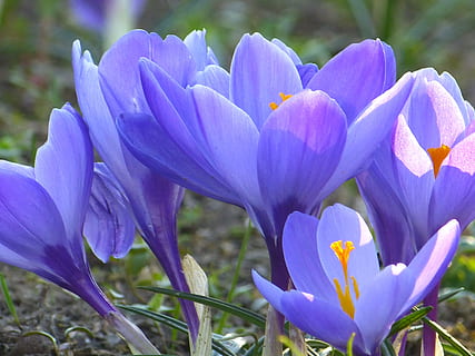 close-up photography of purple crocus flowers, Blossom, Bloom HD wallpaper