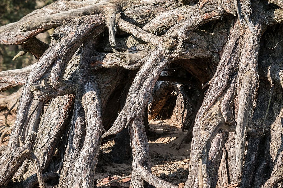 root, tree, root system, tree root, wood, nature, forest, plant HD wallpaper