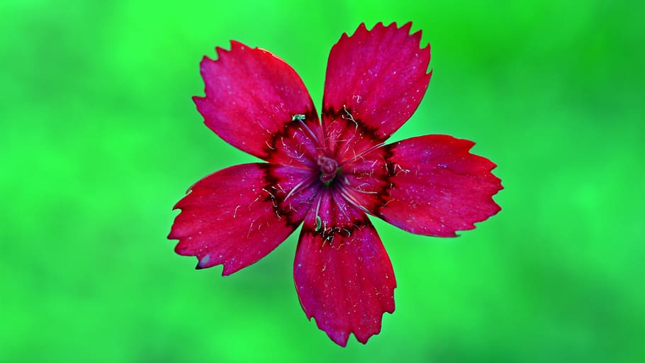 Flower, Blossom, Bloom, Close, Plant, nature, spring, garden HD wallpaper