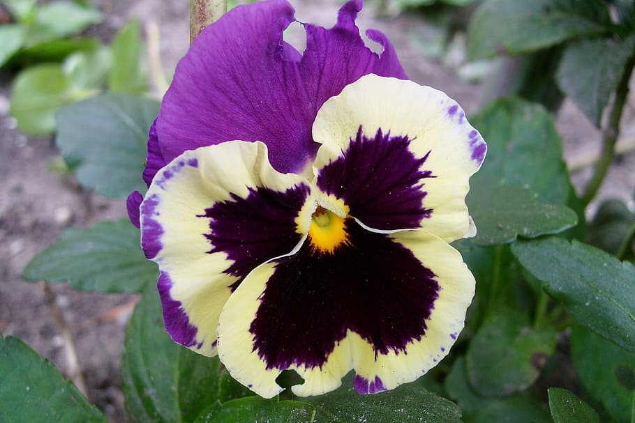 pansy, colored, beauty, macro, flower, flowering plant, fragility HD wallpaper