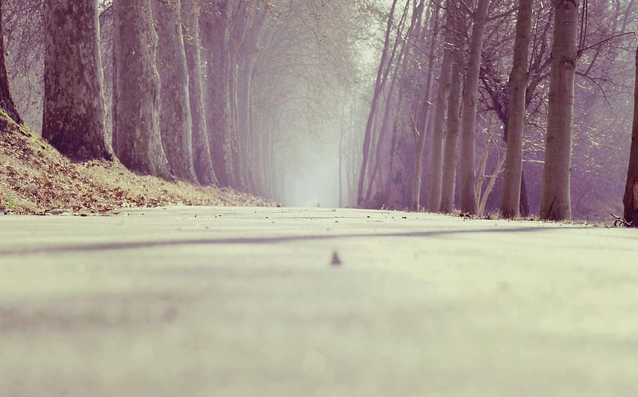 photo of pathway surrounded by trees during daytime, grey concrete road with trees on the side HD wallpaper
