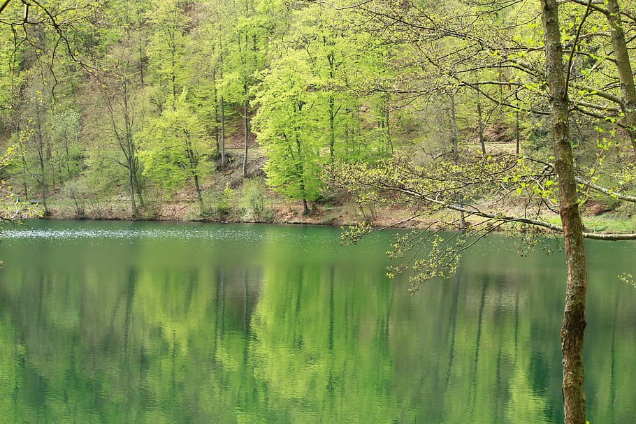 lake, tree, trees, mirroring, reflections, water, surface, spring HD wallpaper