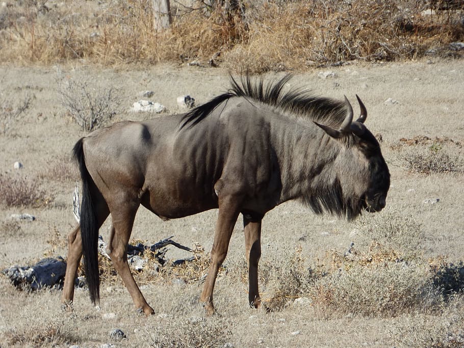 wildlife, wildebeest, namibia, animal themes, animal wildlife HD wallpaper