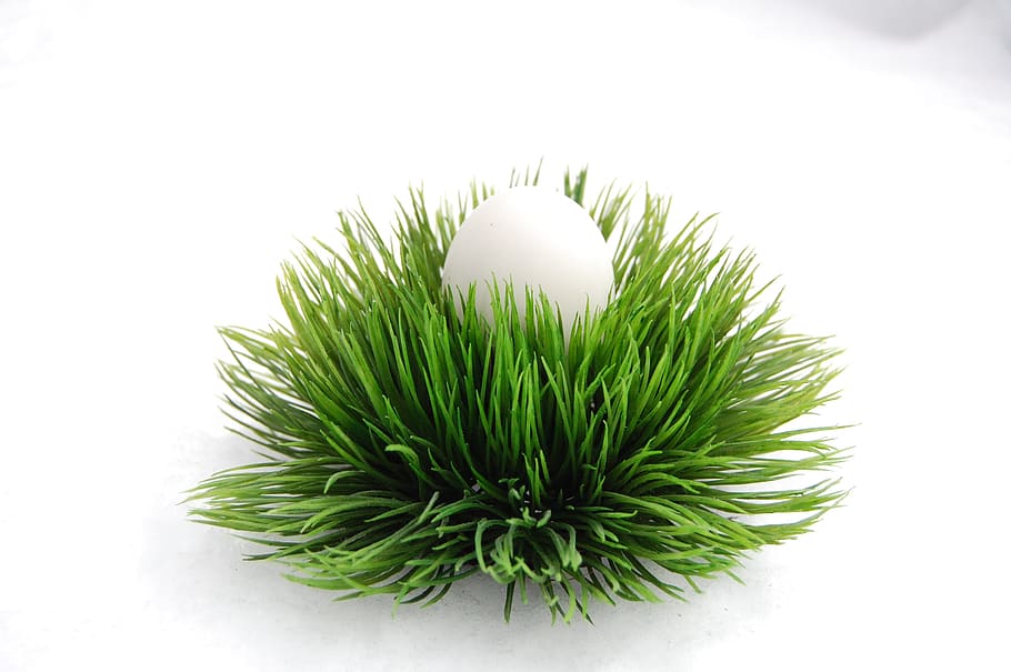 easter, snow, winter, easter egg, easter nest, green color HD wallpaper