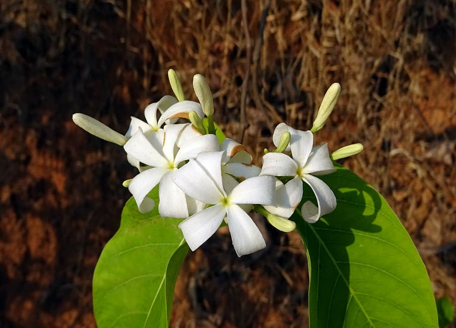 flower, white, wild, flora, indrajao, medicinal, shrub, kurchi HD wallpaper