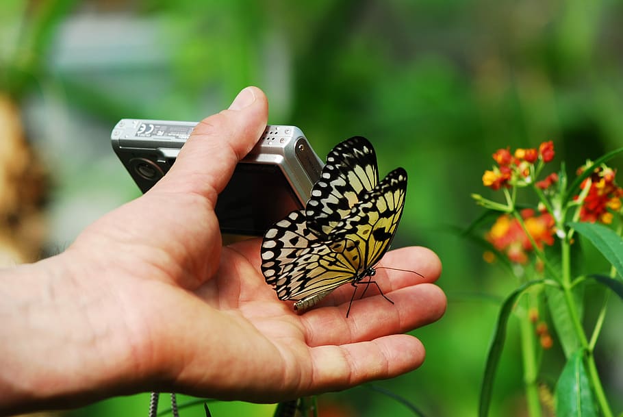 nature, butterfly, insect, summer, plant, photograph, camera HD wallpaper
