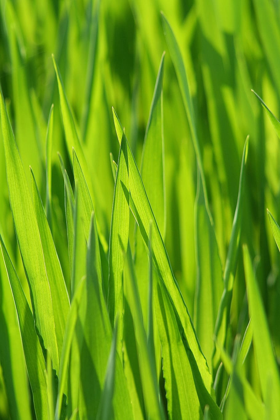 selective focus photography of green grass, meadow, grasses, blade of grass, HD wallpaper