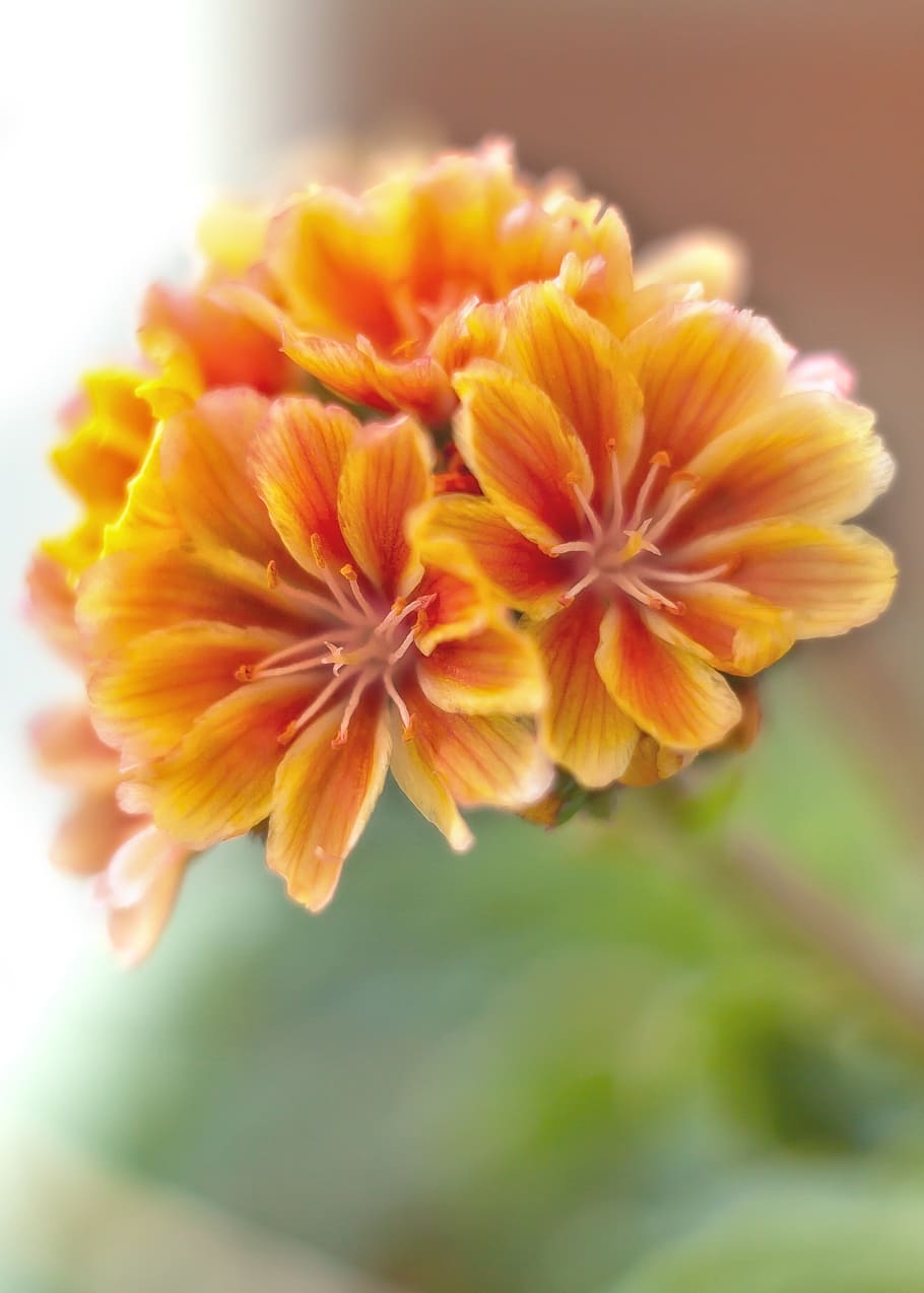 blossom, bloom, flower, macro, color, red, plant, orange, fiora HD wallpaper