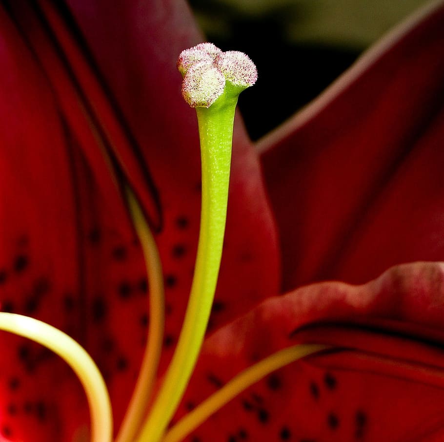 Iris, Flower, Blossom, pistil, red, bloom, lily, nature, color HD wallpaper