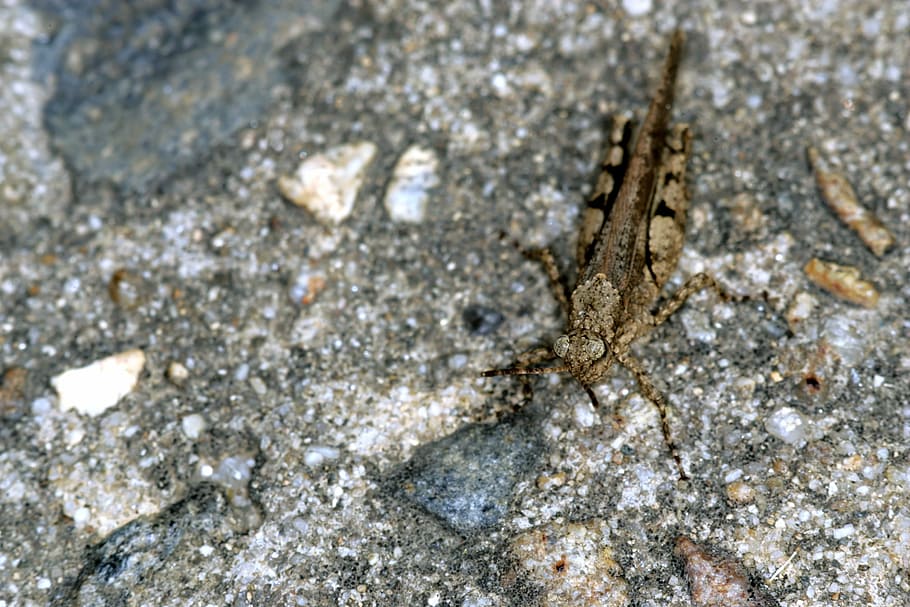 Grasshopper, Insects, Nature, Gray, stone, rock - object, fossil HD wallpaper