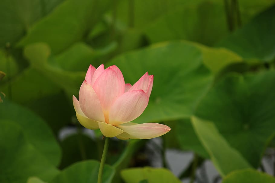 Tulip Flower, bloom, blossom, flora, leaves, macro, nature, flowering plant HD wallpaper