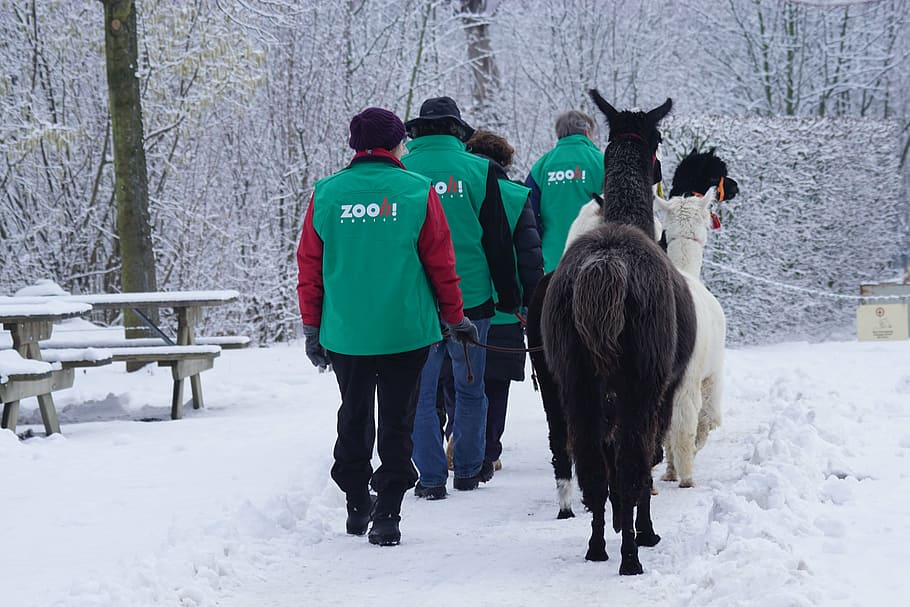 walk, human, animal, winter, snow, cold, zoo, cold temperature HD wallpaper