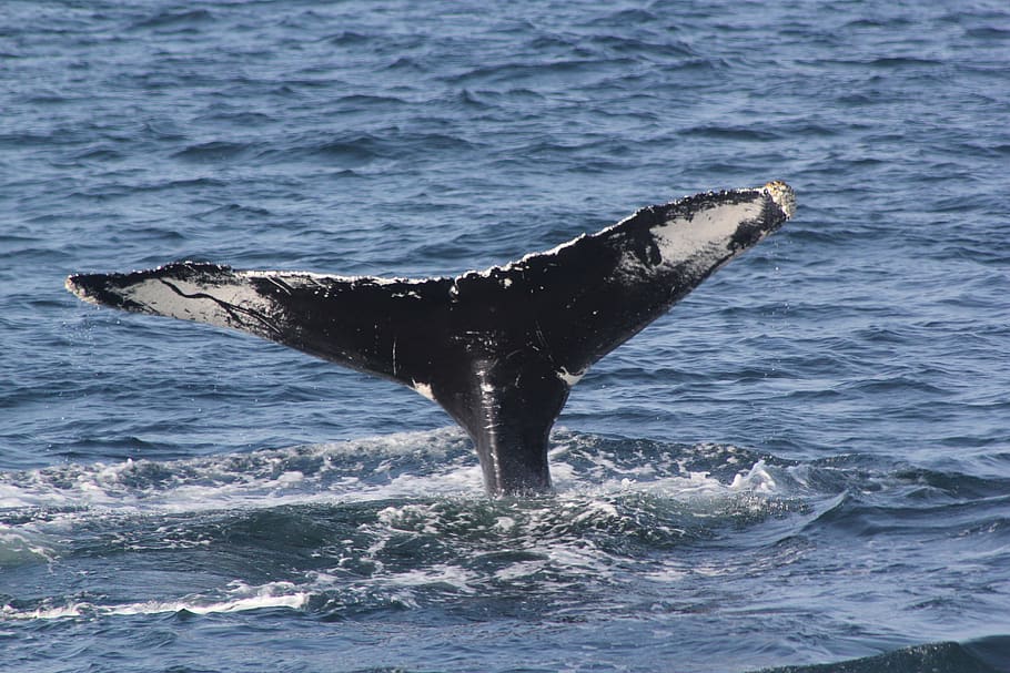 whale tail, fluke shot, whale fluke, whale tail 4 6, sea, one animal.