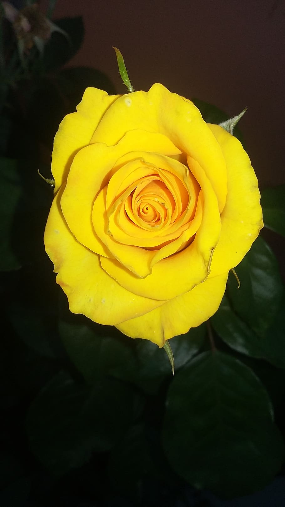 rosa, flowers, yellow, flowering plant, beauty in nature, vulnerability HD wallpaper