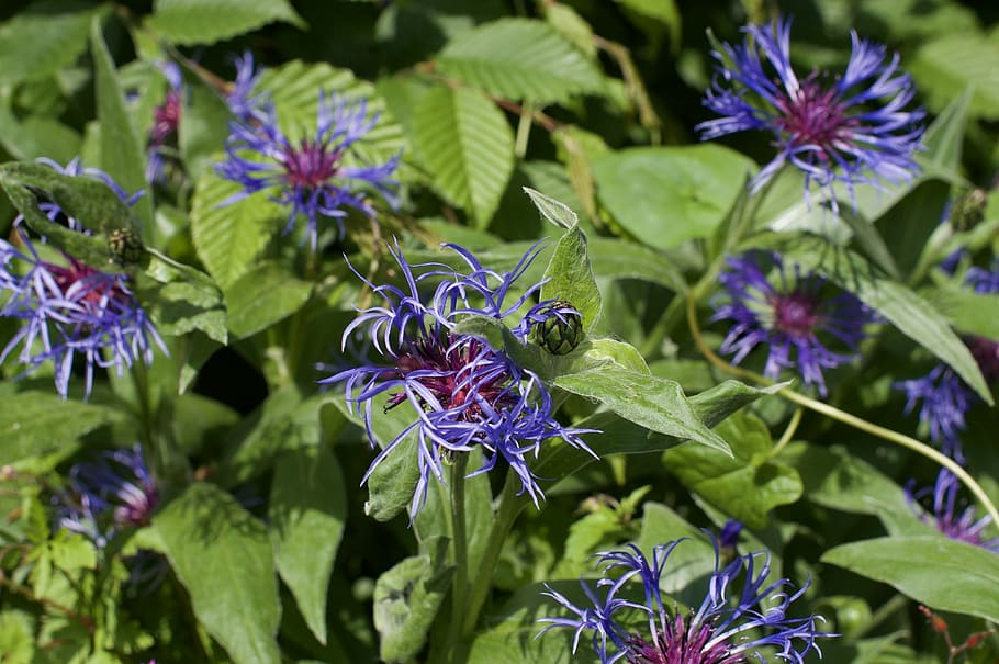 flower, garden, spring, blossom, bloom, violet, flowers, flowering plant HD wallpaper
