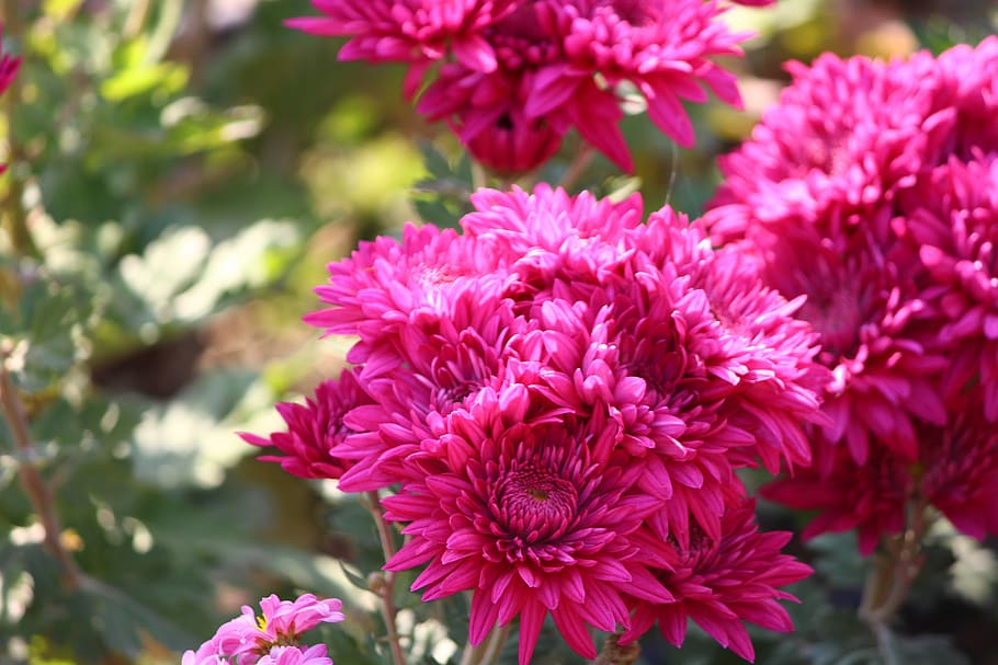 Chrysanthemums, Flower, Macro, floriade, close-up, nature, plant HD wallpaper
