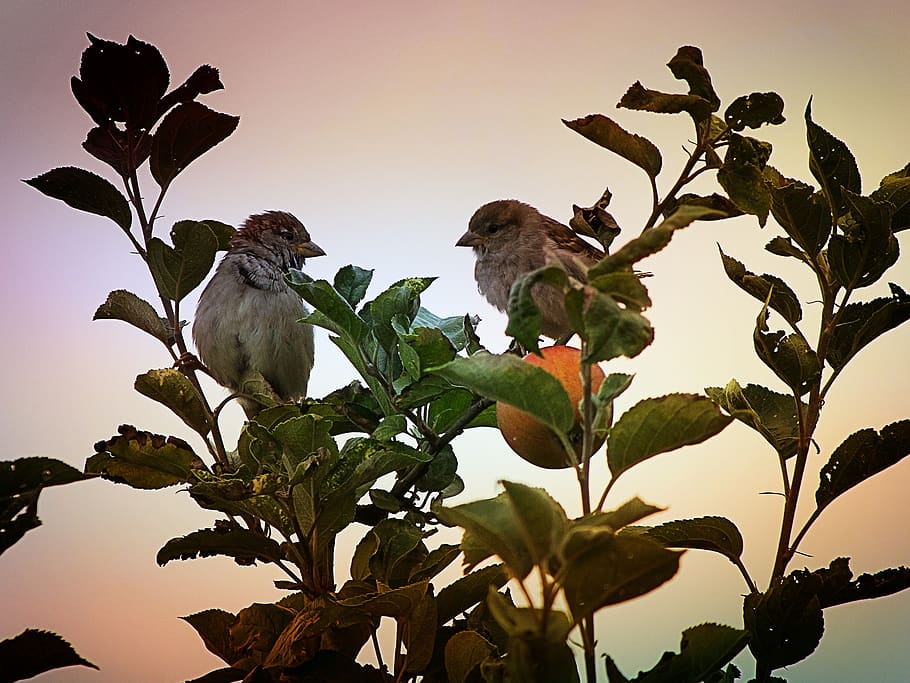 animals, nature, leaf, tree, bird, small, animal world, garden HD wallpaper