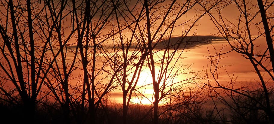 sunset, twilight, evening, trees, sky, plant, beauty in nature HD wallpaper
