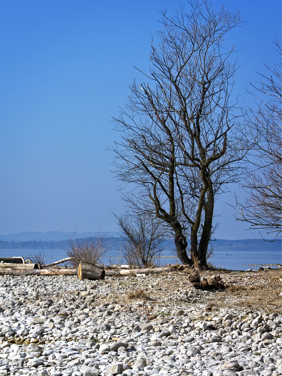 tree, bank, beach, lake, landscape, chiemsee, bavaria, nature HD wallpaper