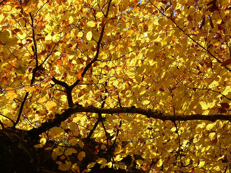 yellow tree, beech, fagus sylvatica, deciduous tree, golden autumn