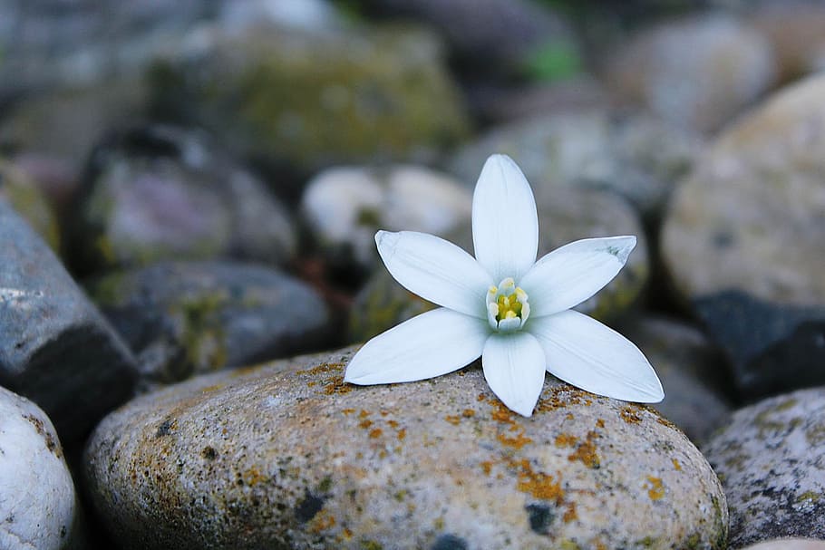 Blossom, Bloom, White, blueme, background, white flower, nature HD wallpaper