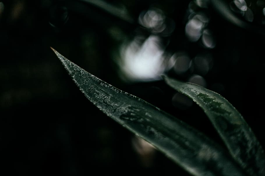 shallow focus of plant, untitled, close-up, no people, plant part HD wallpaper