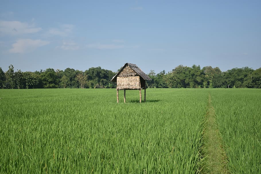 rice fields, nature, green, agriculture, landscape, paddy, summer HD wallpaper