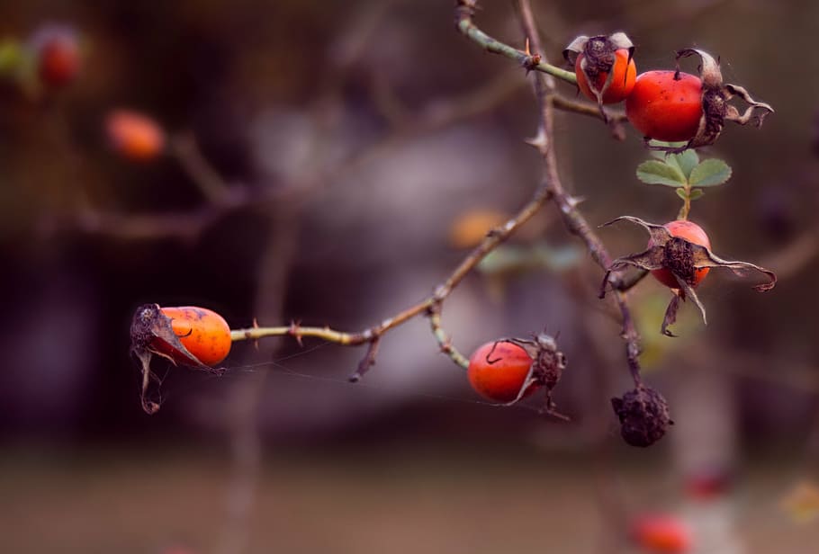 berries, flower, tree, nature, plant, leaf, simple, garden HD wallpaper