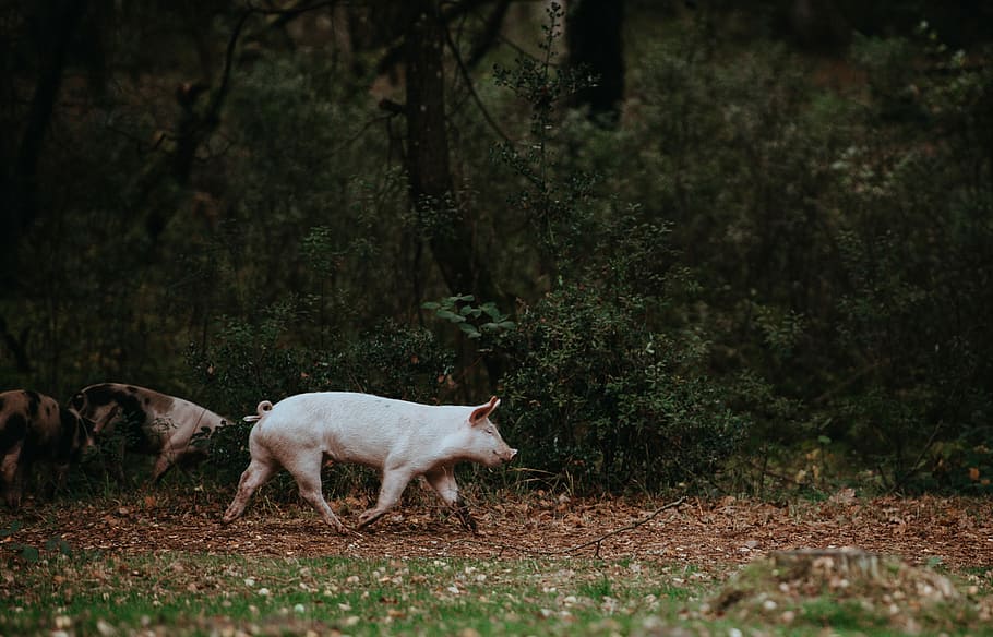 Piglet on the move!, pig walking beside trees and plants, babe HD wallpaper