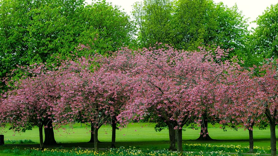 spring, tree, branch, branches, season, nature, green, pink background HD wallpaper