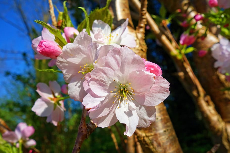 selective focus photo of pink-and-white petaled flowers, cherry blossom HD wallpaper