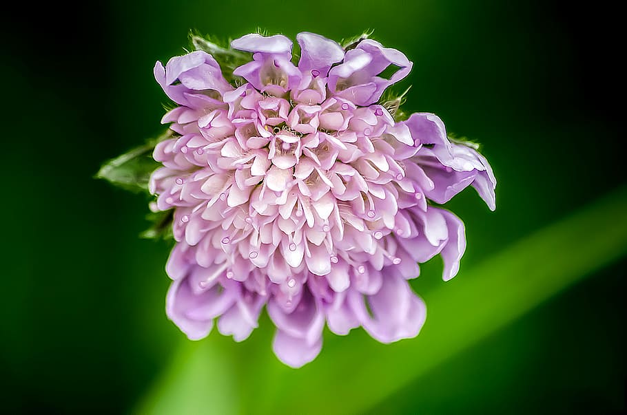 bloom, blossom, color, dipsacoideae, flower, macro, nature HD wallpaper