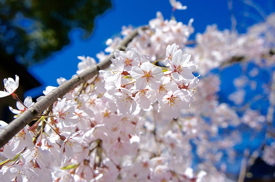 cherry blossoms, spring, blue sky, flower, flowering plant HD wallpaper
