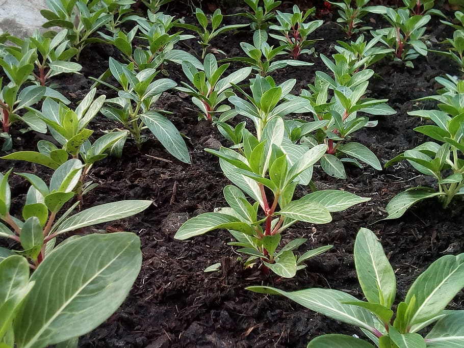 Tree, Sapling, Cultivating, Soil, Plant, growth, plant a garden HD wallpaper