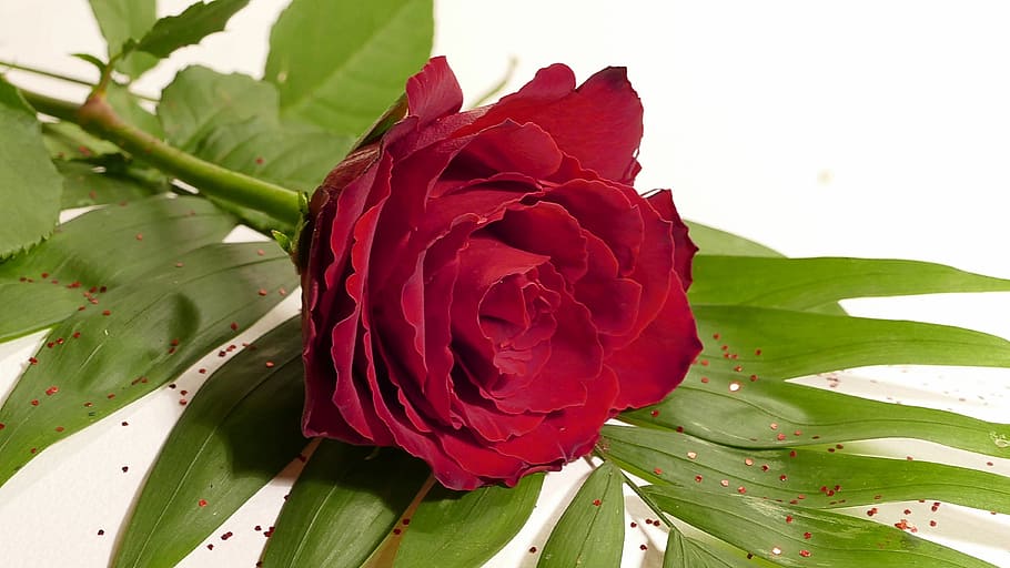rose, red rose, blossom, bloom, flower, rose bloom, romantic HD wallpaper