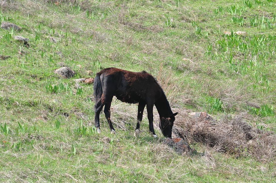 Horse, Kazakhstan, Spring, animal, animal wildlife, grass, animals in the wild HD wallpaper