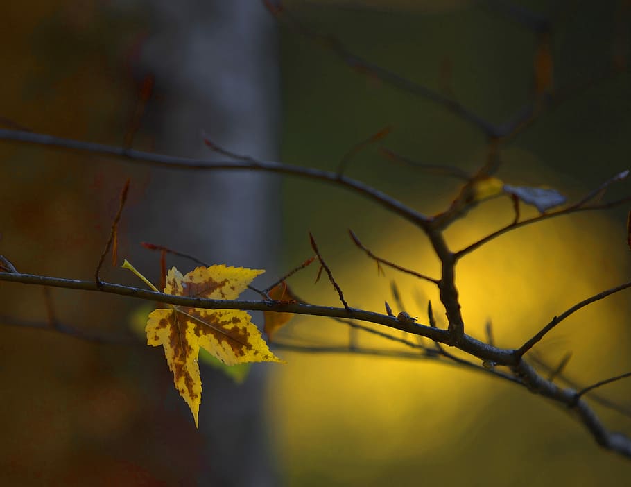 yellow and brown maple leaf, shallow focus photography of leaf HD wallpaper